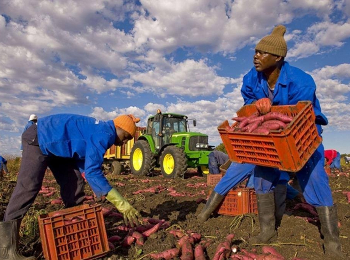 Pronta una legge per regolarizzare gli stranieri irregolari in agricoltura – di Paolo Rausa